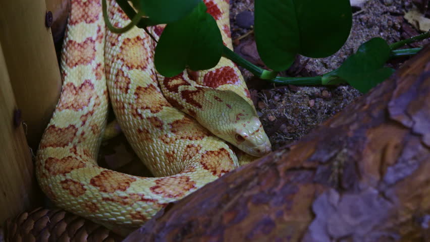 Pituophis catenifer affinis. A close-up of a non-venomous Albino San Diego Gopher Snake coiled. The reptile has beautiful pale yellow and reddish-orange markings