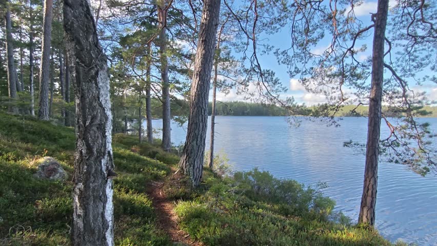 Authentic hike along a forest trail beside a lake with the sun flaring in the camera and a dragonfly flying past 