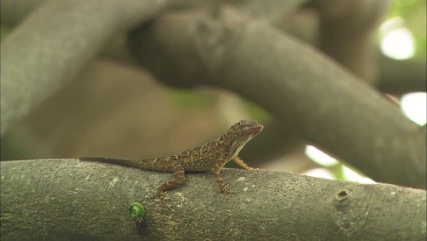 Still shot of lizard on branch
