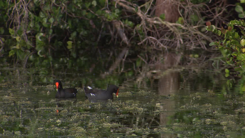 A pair of s feed in the water (purple gallinule)