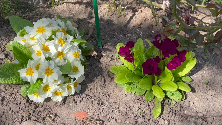Dark lilac and purple color Primrose (Primula Belarina) Beaujolais and white color with yellow center Primrose flower in a garden in May 2023. Idea for postcards, greetings, invitations, posters 