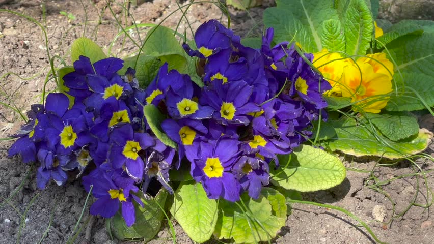 Dark blue color with yellow center Primrose flowers in a garden in May 2023. Idea for postcards, greetings, invitations, posters and Birthday decoration, background
