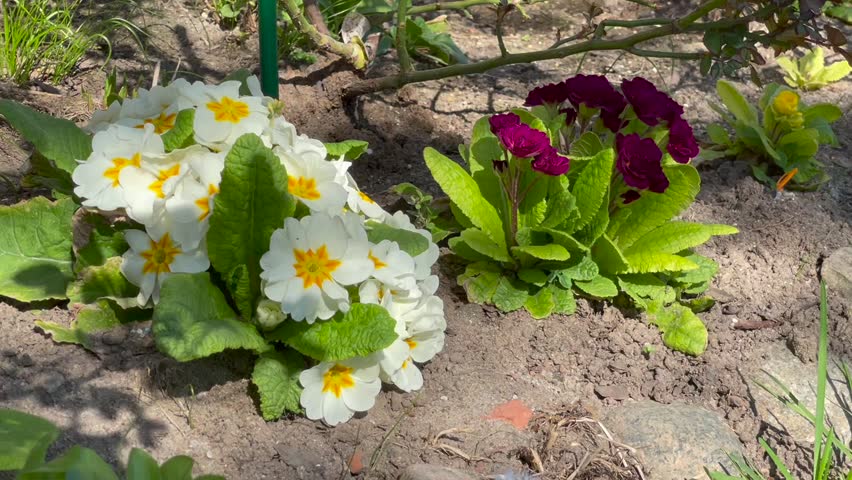 Dark lilac and purple color Primrose (Primula Belarina) Beaujolais and white color with yellow center Primrose flower in a garden in May 2023. Idea for postcards, greetings, invitations, posters 