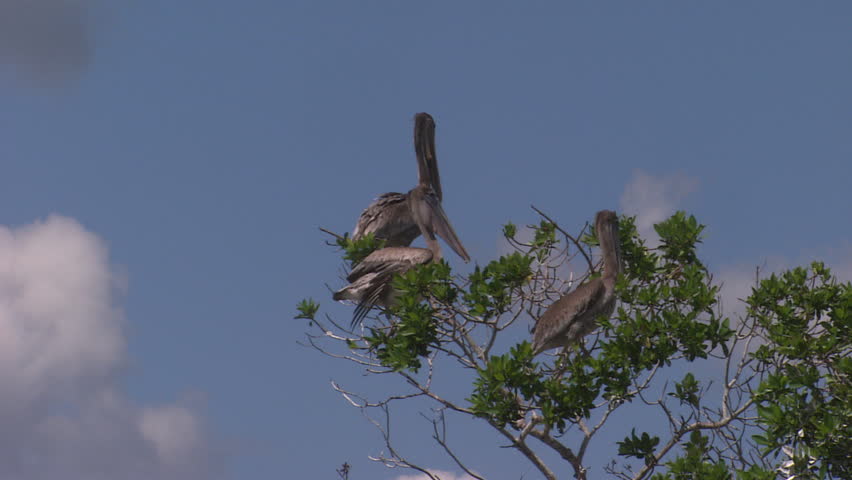 Close up of a few pelicans on treetop