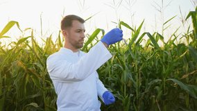 Agronomist scientist analyzing corn plant in field - Powered by Shutterstock - Get 15% off with code: PIKWIZARD15