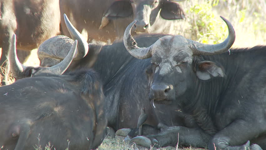 A small group of buffalo sit in the shade chewing the cud