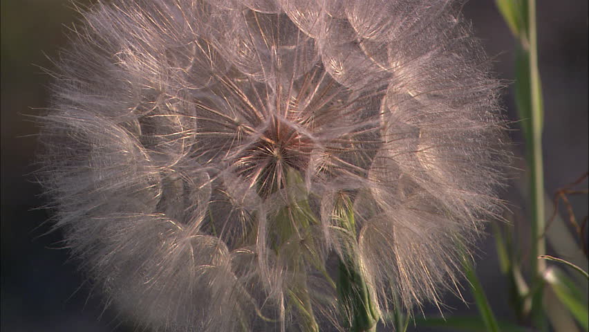 Pan to an extreme close up of dandelion