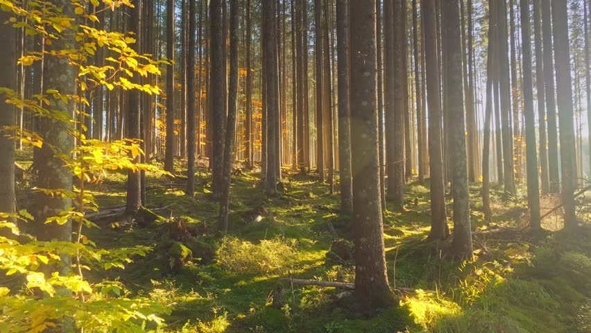 A serene forest scene with sunlight, shadows, and natures sounds