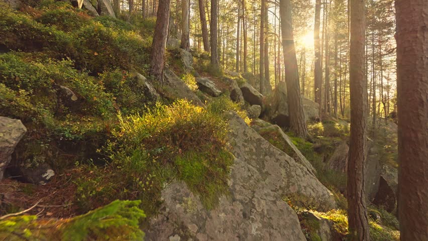 Experience a serene forest with sunlight filtering through trees