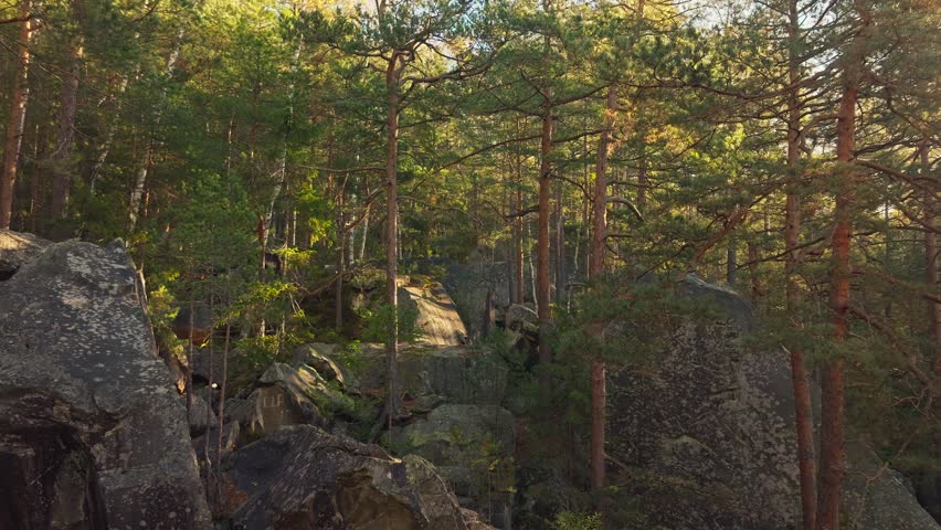 A serene journey in a forest, sunlight filters through trees