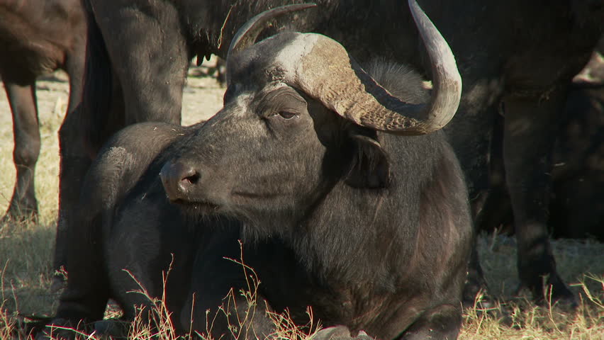 A buffalo looking to its side turns its head quickly to look ito the camera