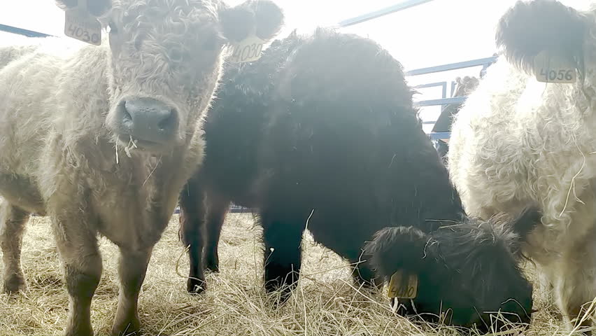 A close-up of three Galloway cattle, two black and one white, with thick, woolly coats enjoying hay in a paddock on a sunny summer day, representing livestock and agriculture.
