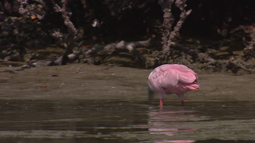 A roseate spoonbill feeds in the shallows