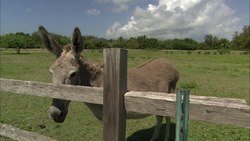 Donkey in field, Guiana