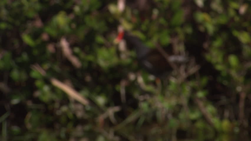 A purple gallinule pecks around the everglades foliage