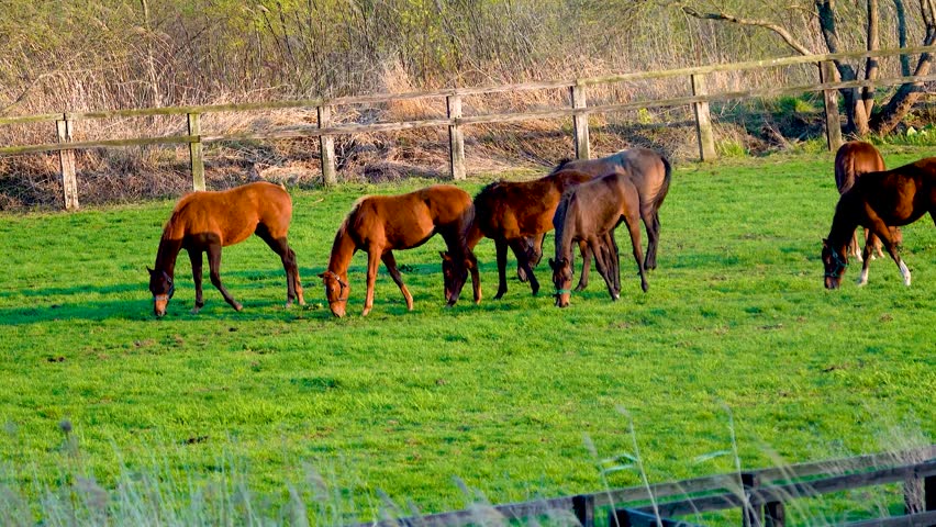 Horse farm, horses grazing and playing in the afternoon sun.