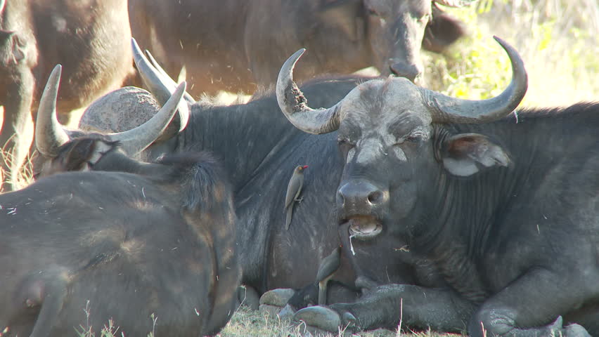 A small group of buffalo sit in the shade chewing the cud