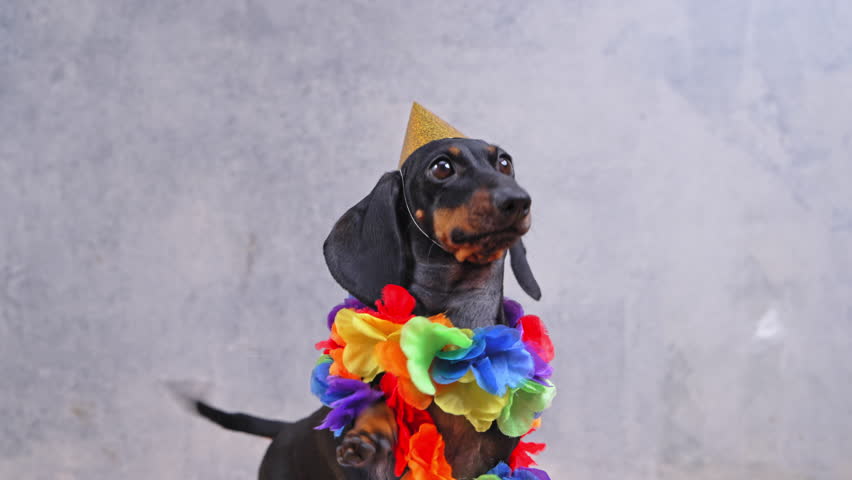 playful dachshund wearing golden birthday party hat and a colorful flower garland embodies spirit of the holiday celebration, funny, shaking his hand and wagging his tail in anticipation of his gift