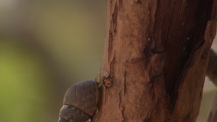A snail moves up a branch