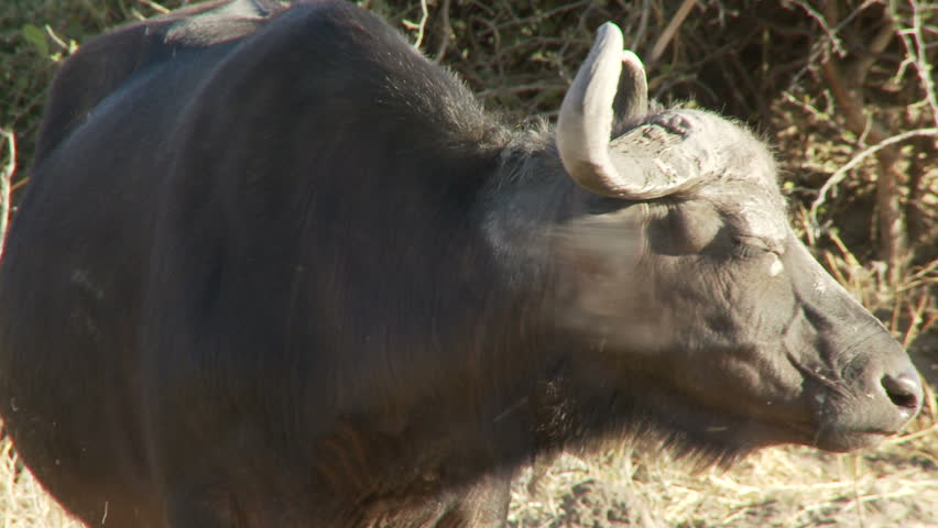 A buffalo chewing the cud stops and stares before continuing to chew