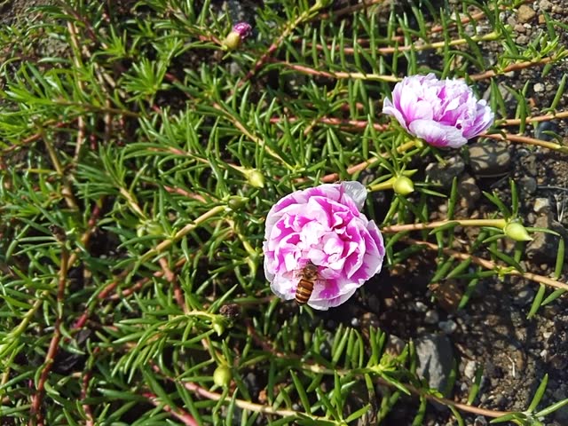 Portulaca grandiflora is a succulent flowering plant in the purslane family Portulacaceae, native to southern Brazil, Argentina, and Uruguay and often cultivated in gardens.