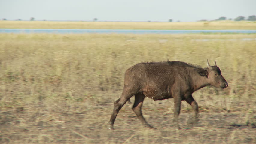A young buffalo walks along a riverbank before stopping to cock its head and to