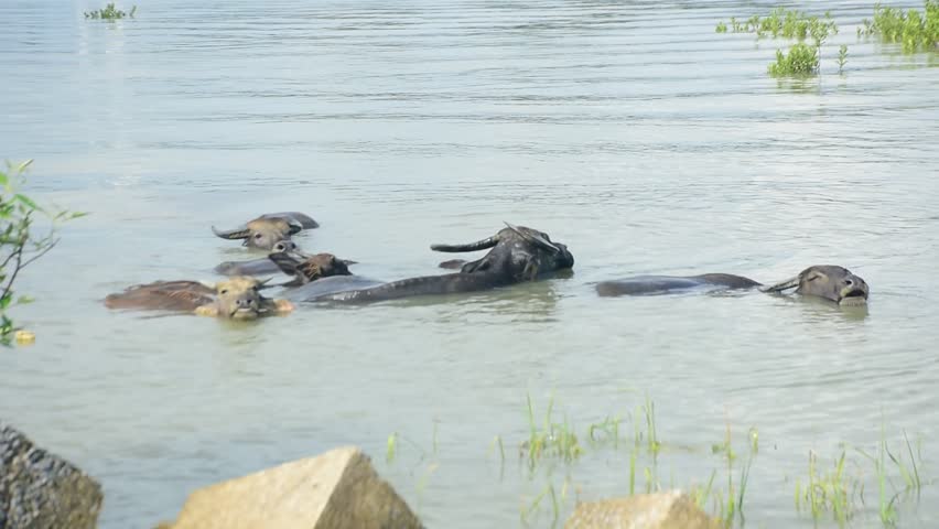  Water Buffaloes Swimming and Bathing in a River on a Sunny Day