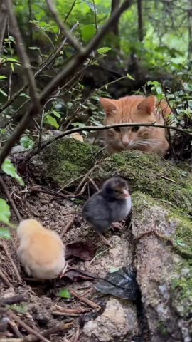 Dynamic Between a Cat and Hatchlings
