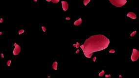 Animation of gold balloons champagne and gold confetti falling on black background. Valentines day love and romance concept digitally generated video. - Powered by Shutterstock - Get 15% off with code: PIKWIZARD15