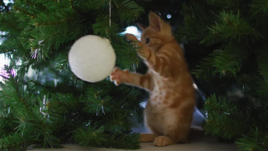 Animation of confetti falling over frohe weihnachten text against cat playing with bauble decoration. Christmas festivity and celebration concept - Powered by Shutterstock - Get 15% off with code: PIKWIZARD15