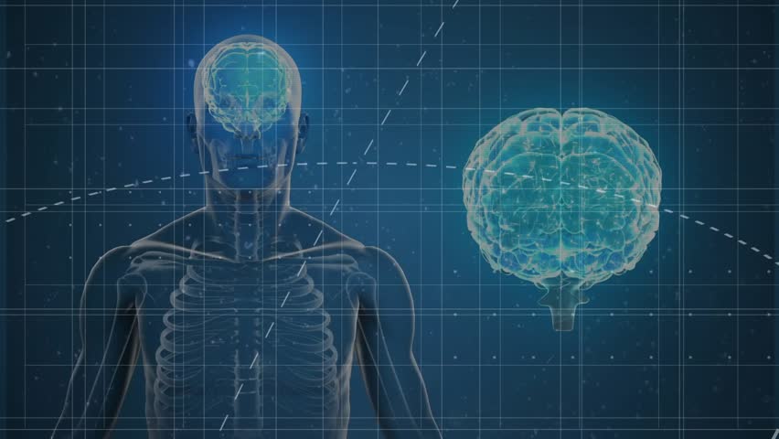 Animation of brain in human body and brain with mathematical equation over abstract background. Digitally generated, hologram, anatomy, formulas, education, artificial intelligence and technology. - Powered by Shutterstock - Get 15% off with code: PIKWIZARD15