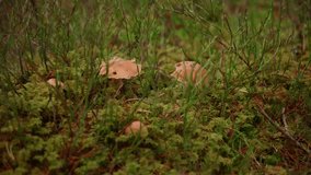 Tightly shot of mushrooms in the forest in Norway on an autumn day - Powered by Shutterstock - Get 15% off with code: PIKWIZARD15