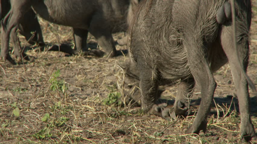 Close up of a warthog feeding on bended knee
