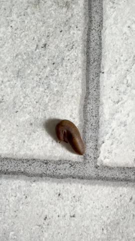 A brown slug slowly moves across a rough stone surface, its body glistening in the light as it glides gracefully and leaves a faint trail behind.
