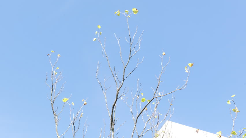 Wider shot of the dying sparse tree