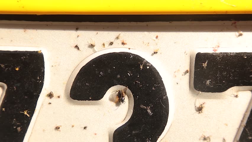 Powerful scene showing dead insects stuck to a car license plate. Shocking visual metaphor of human impact, pollution and biodiversity decline. Ideal for documentaries, campaigns and research projects