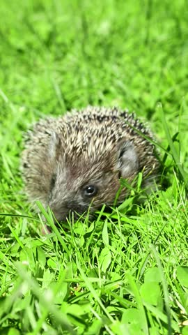 Hedgehog slowly moves forward through vibrant grass, sniffing and exploring the ground with lowered head, creating a calm wildlife exploration in outdoor daylight