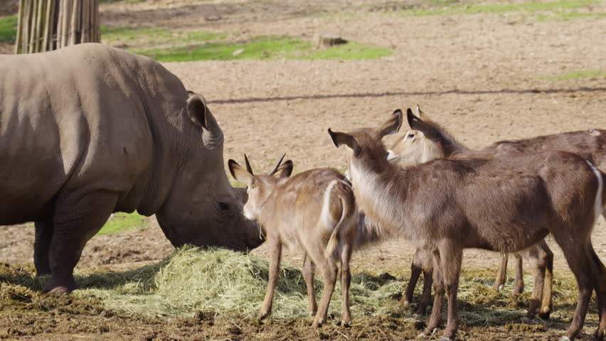 Antelopes and rhino eating in zoo, slow motion view