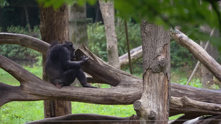 Chimpanzee sitting on tree branches on rainy day, handheld view