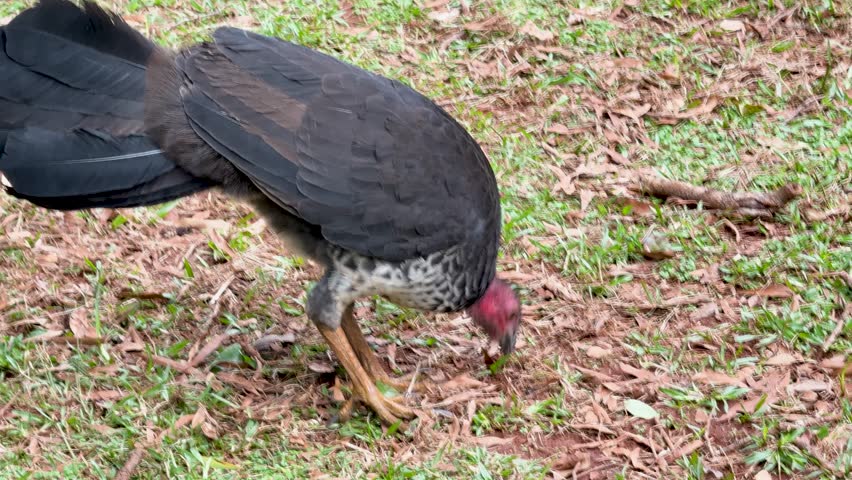 Australian brush turkey searches ground for food, natural daylight, handheld camera, grassy forest floor