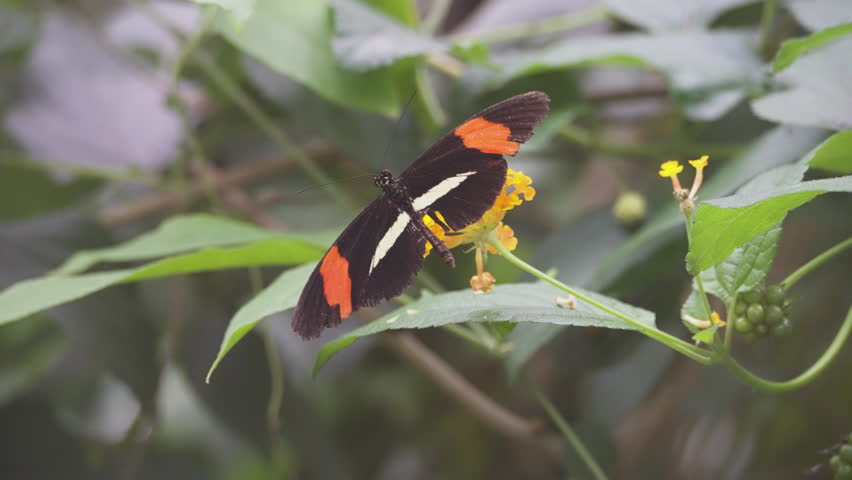 Black and orange butterfly sits on yellow blooming flower, close up