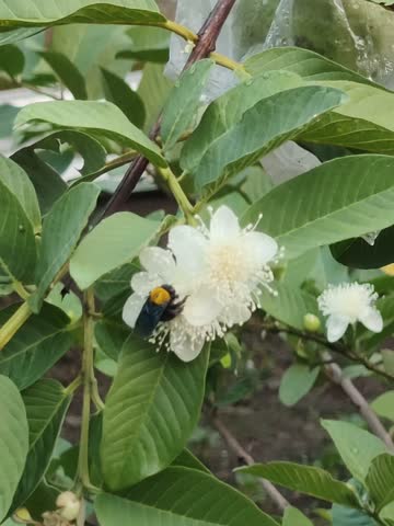 Macro Carpenter Bee on Flower
