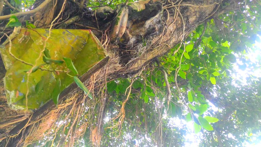 Beautiful aerial roots of an old banyan tree swaying gently in sunlight, creating a peaceful natural scene with warm rays filtering through the leaves.
