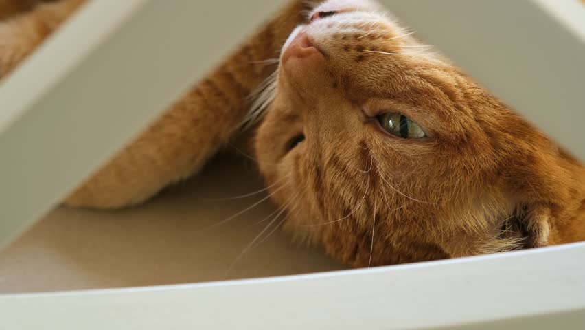 Ginger cat lying on a chair and lazily looking at camera through the crosshair of the chair back, selective focus