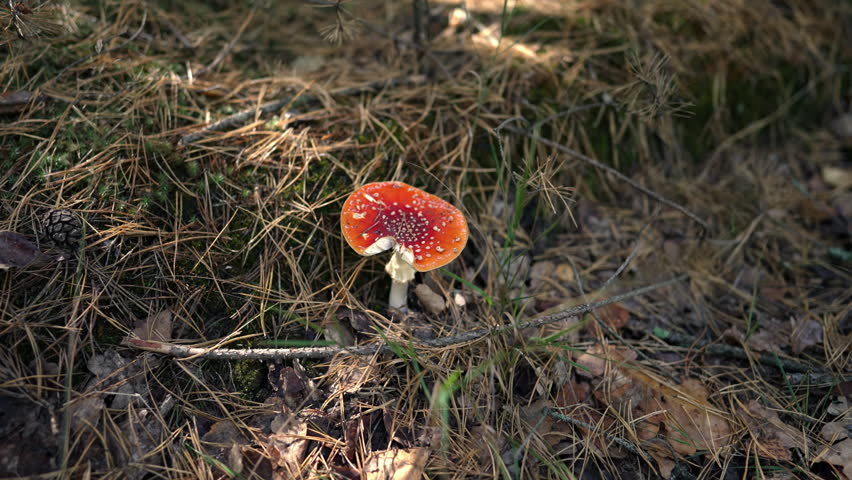 A close-up image of a red fly agaric growing in a forest.