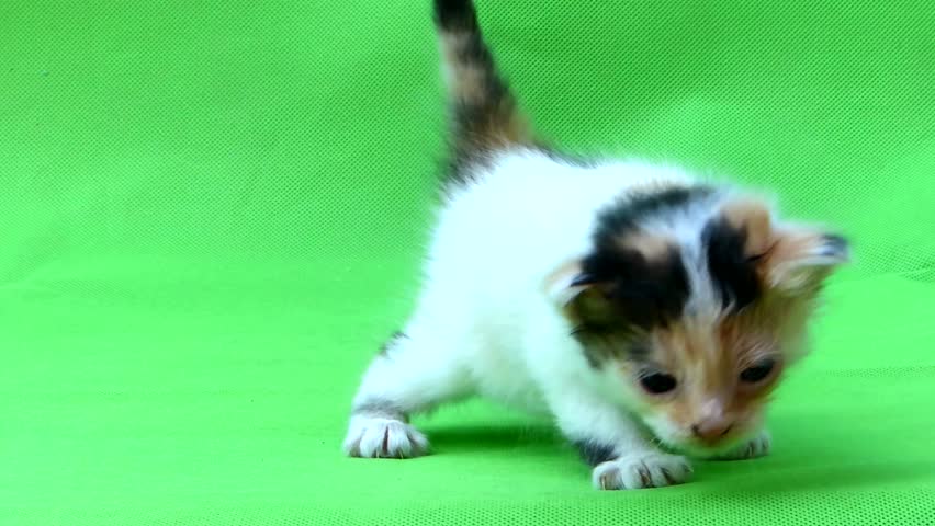 Portrait of a tricolor fluffy kitten being gently placed by female hands on a green background, then meowing in slow motion. Cute baby cat making sound. Lovely domestic pet moment.