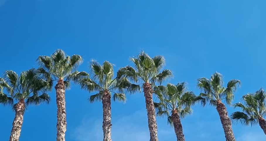 Tropical palm trees on a blue sky background with leaves swaying in the wind