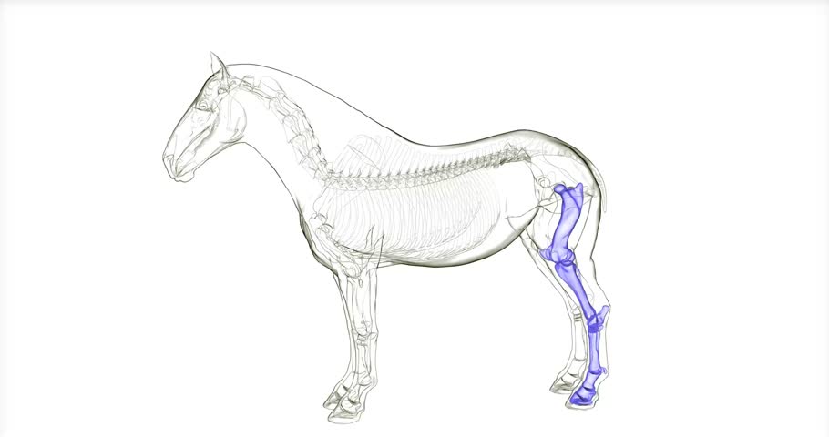 horse body parts skeleton muscle system anatomy 3d animation