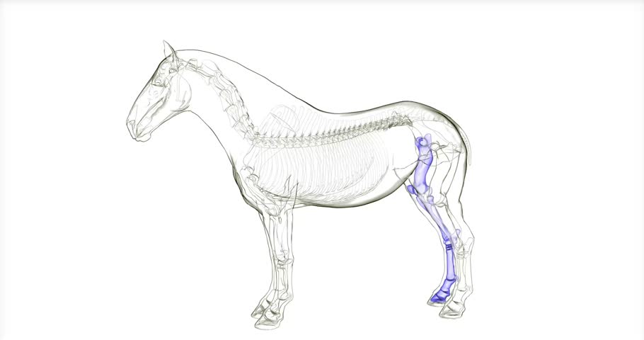 horse body parts skeleton muscle system anatomy 3d animation