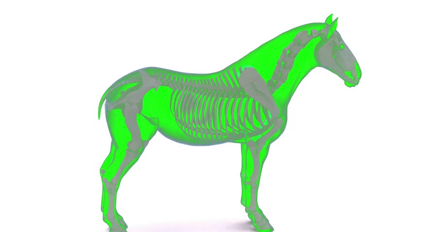 horse body parts skeleton muscle system anatomy 3d animation
